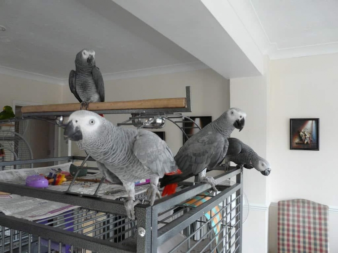 Beautiful Africa grey parrot available for sale.