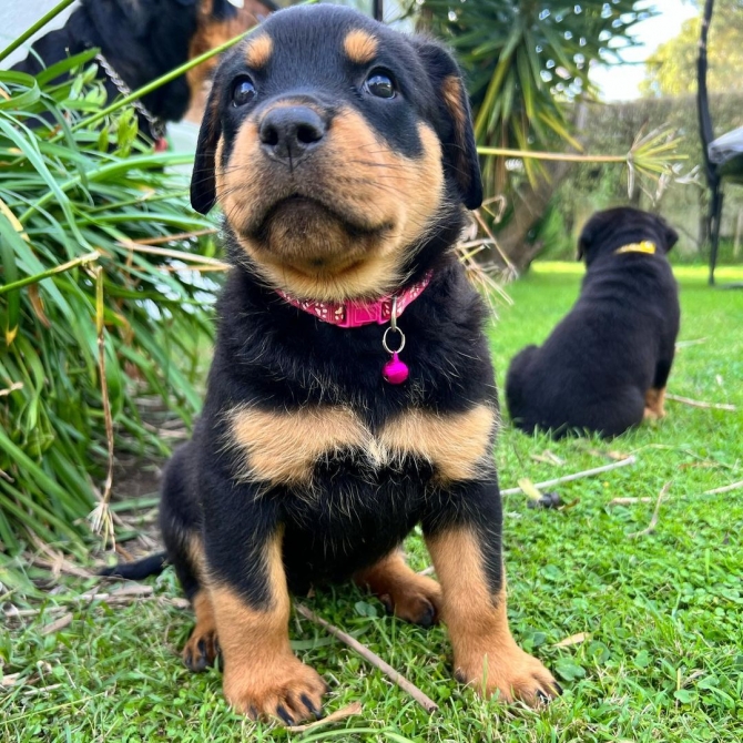 Available A Male And 2 Females. Rottweiler