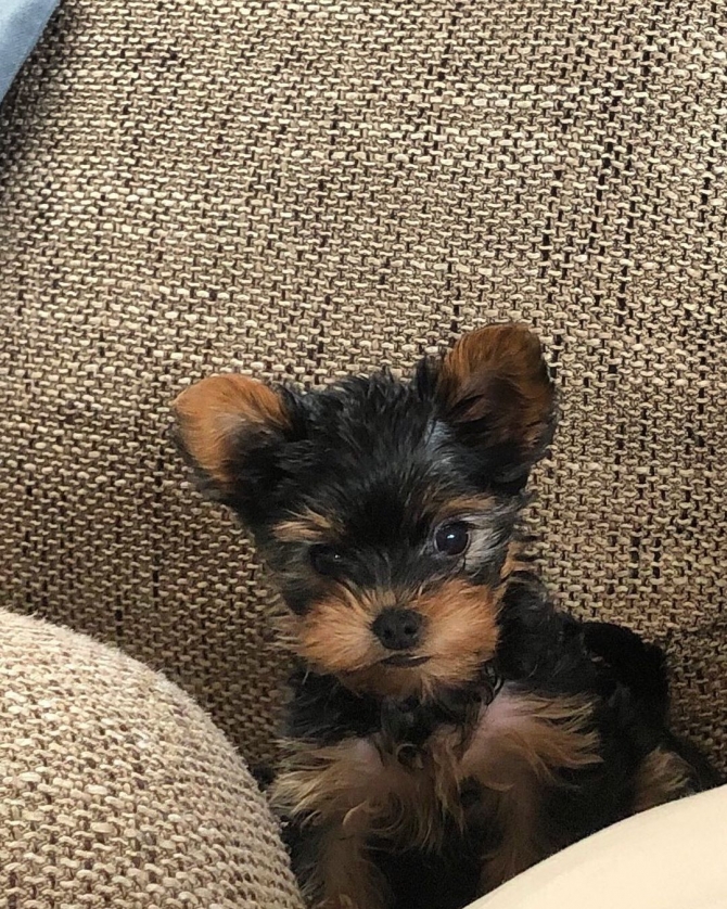 yorkshire Terrier puppies available 